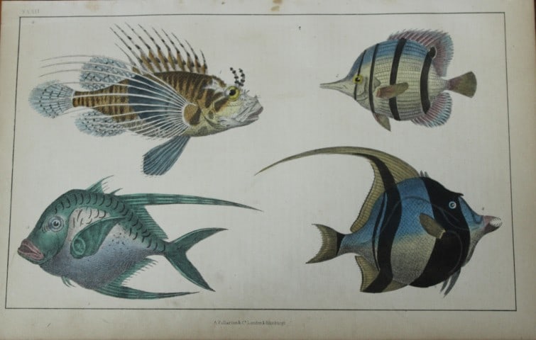 Oliver Goldsmith - Engraving of fishes 1850: This hand-coloured copper-plate engraving is from A History of the Earth and Animated Nature by Oliver Goldsmith (1728-1774) published by A. Fullarton, London 1850. This work sought to draw together