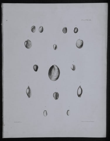 Capt Thomas Brown - Engraving of shells 1844: This engraving is from Illustrations of the Recent Conchology of Great Britain and Ireland, with the description and localities of all the species, marine, land, and fresh water by Captain Thomas
