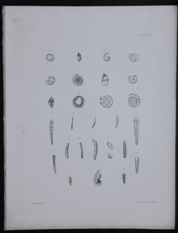 Capt Thomas Brown - Engraving of shells 1844: This engraving is from Illustrations of the Recent Conchology of Great Britain and Ireland, with the description and localities of all the species, marine, land, and fresh water by Captain Thomas