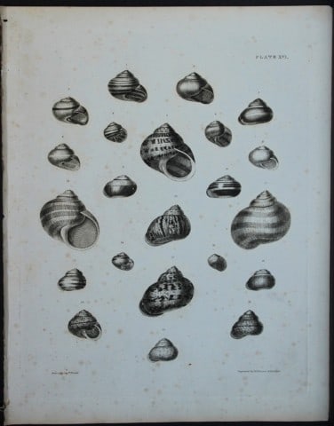 Capt Thomas Brown - Engraving of shells 1844: This engraving is from Illustrations of the Recent Conchology of Great Britain and Ireland, with the description and localities of all the species, marine, land, and fresh water by Captain Thomas