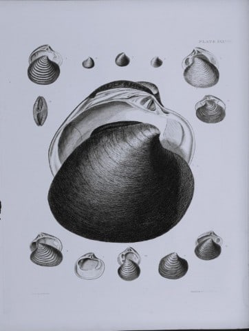 Capt Thomas Brown - Engraving of shells 1844: This engraving is from Illustrations of the Recent Conchology of Great Britain and Ireland, with the description and localities of all the species, marine, land, and fresh water by Captain Thomas Brow