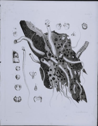 Capt Thomas Brown - Engraving of shells 1844: This engraving is from Illustrations of the Recent Conchology of Great Britain and Ireland, with the description and localities of all the species, marine, land, and fresh water by Captain Thomas Brow