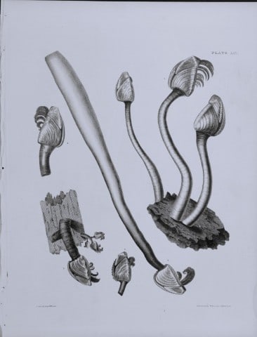 Capt Thomas Brown - Engraving of shells 1844: This engraving is from Illustrations of the Recent Conchology of Great Britain and Ireland, with the description and localities of all the species, marine, land, and fresh water by Captain Thomas Brow