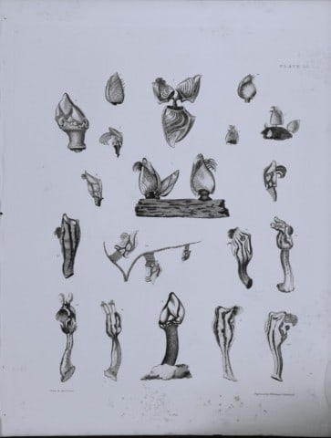 Capt Thomas Brown - Engraving of shells 1844: This engraving is from Illustrations of the Recent Conchology of Great Britain and Ireland, with the description and localities of all the species, marine, land, and fresh water by Captain Thomas Brow