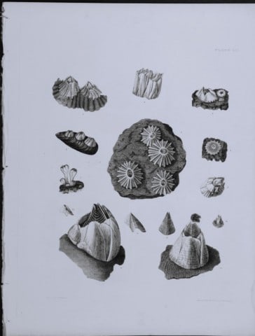 Capt Thomas Brown - Engraving of shells 1844: This engraving is from Illustrations of the Recent Conchology of Great Britain and Ireland, with the description and localities of all the species, marine, land, and fresh water by Captain Thomas Brow