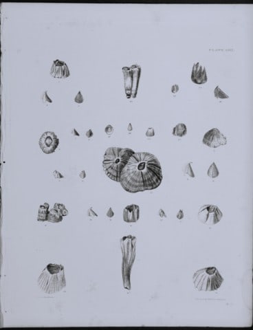 Capt Thomas Brown - Engraving of shells 1844: This engraving is from Illustrations of the Recent Conchology of Great Britain and Ireland, with the description and localities of all the species, marine, land, and fresh water by Captain Thomas Brow