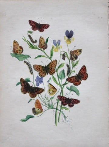 HN Humphreys - Hand coloured lithograph of British butterflies 1855: This original hand-coloured lithograph, arranged and illustrated by H.N. Humphreys with descriptions by J. O. Westwood, is from British Butterflies and their Transformations, published in London 1855.