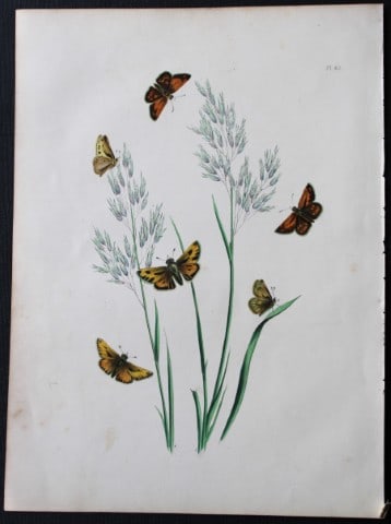 HN Humphreys - Hand coloured lithograph of British butterflies 1855: This original hand-coloured lithograph, arranged and illustrated by H.N. Humphreys with descriptions by J. O. Westwood, is from British Butterflies and their Transformations, published in London 1855.