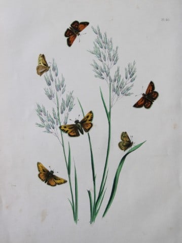 HN Humphreys - Hand coloured lithograph of British butterflies 1855: This original hand-coloured lithograph, arranged and illustrated by H.N. Humphreys with descriptions by J. O. Westwood, is from British Butterflies and their Transformations, published in London 1855.