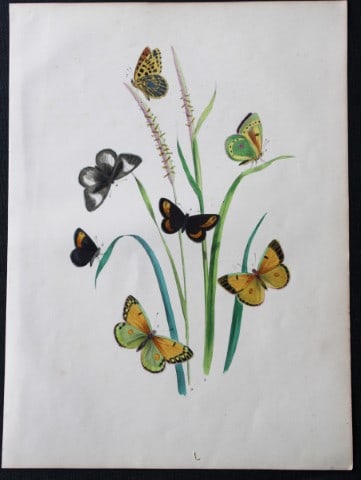 HN Humphreys - Hand coloured lithograph of British butterflies 1855: This original hand-coloured lithograph, arranged and illustrated by H.N. Humphreys with descriptions by J. O. Westwood, is from British Butterflies and their Transformations, published in London 1855.