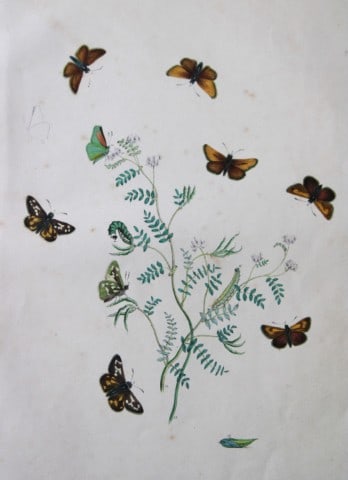 HN Humphreys - Hand coloured lithograph of British butterflies 1855: This original hand-coloured lithograph, arranged and illustrated by H.N. Humphreys with descriptions by J. O. Westwood, is from British Butterflies and their Transformations, published in London 1855.