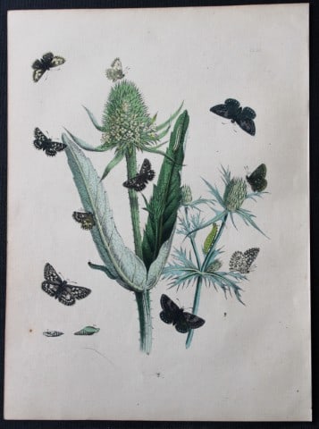 HN Humphreys - Hand coloured lithograph of British butterflies 1855: This original hand-coloured lithograph, arranged and illustrated by H.N. Humphreys with descriptions by J. O. Westwood, is from British Butterflies and their Transformations, published in London 1855.