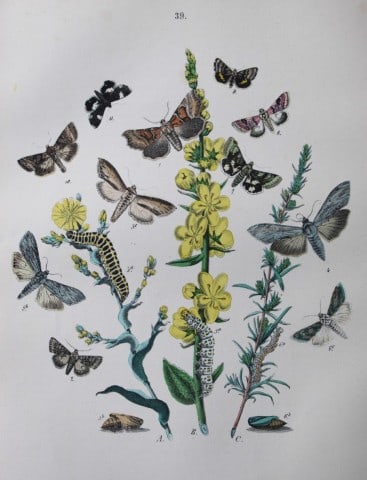 WF Kirby - Hand coloured lithograph from European Butterflies and Moths 1882: This rare hand coloured lithographic print is from European Butterflies and Moths by WF Kirby. Published by Cassell, Petter, Galpin & Co, London 1882. First edition.The book was based upon Berge's Sch