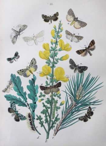 WF Kirby - Hand coloured lithograph from European Butterflies and Moths 1882 (1 of 1)