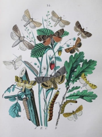 WF Kirby - Hand coloured lithograph from European Butterflies and Moths 1882: This rare hand coloured lithographic print is from European Butterflies and Moths by WF Kirby. Published by Cassell, Petter, Galpin & Co, London 1882. First edition.The book was based upon Berge's Sch