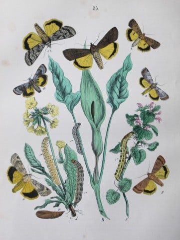 WF Kirby - Hand coloured lithograph from European Butterflies and Moths 1882: This rare hand coloured lithographic print is from European Butterflies and Moths by WF Kirby. Published by Cassell, Petter, Galpin & Co, London 1882. First edition.The book was based upon Berge's Sch