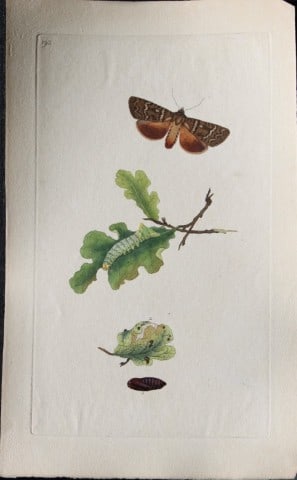 Edward Donovan - Copperplate engraving of Moths 1797: These copperplate engravings are from Edward Donovan's The Natural History of British Insects Vol VI, published in 1797 in London and printed by F & C Rivington.Size: 5.5in x 9in (14cm x 23cm)