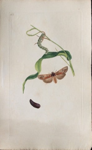 Edward Donovan - Copperplate engraving of Moths 1797: This copperplate engraving is from Edward Donovan's The Natural History of British Insects Vol VI, published in 1797 in London and printed by F & C Rivington.Size: 5.5in x 9in (14cm x 23cm)