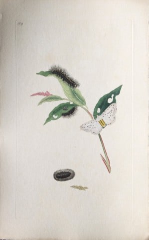 Edward Donovan - Copperplate engraving of Moths 1797: This copperplate engraving is from Edward Donovan's The Natural History of British Insects Vol VI, published in 1797 in London and printed by F & C Rivington.Size: 5.5in x 9in (14cm x 23cm)