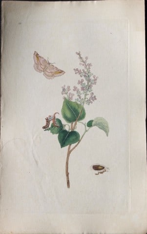 Edward Donovan - Copperplate engraving of Moths 1797 (1 of 1)