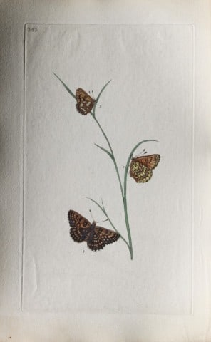 Edward Donovan - Copperplate engraving of Butterflies 1798: This copperplate engraving is from Edward Donovan's The Natural History of British Insects Vol VI, published in 1797 in London and printed by F & C Rivington.Size: 5.5in x 9in (14cm x 23cm)