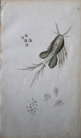 Edward Donovan - Copperplate engraving of Insects 1792: This copperplate engraving is from Edward Donovan's The Natural History of British Insects Vol VI, published in 1797 in London and printed by F & C Rivington.Size: 5.5in x 9in (14cm x 23cm)