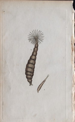 Edward Donovan - Copperplate engraving of Insects 1792: This copperplate engraving is from Edward Donovan's The Natural History of British Insects Vol VI, published in 1797 in London and printed by F & C Rivington.Size: 5.5in x 9in (14cm x 23cm)