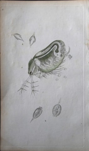 Edward Donovan - Copperplate engraving of Insects 1792: This copperplate engraving is from Edward Donovan's The Natural History of British Insects Vol VI, published in 1797 in London and printed by F & C Rivington.Size: 5.5in x 9in (14cm x 23cm)