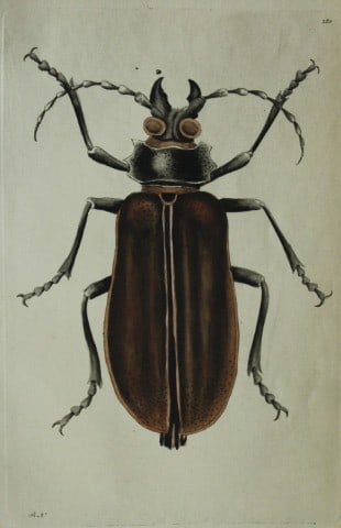 Shaw & Nodder - Great Capricorn Beetle (Cerambyx) 1790 (1 of 1)