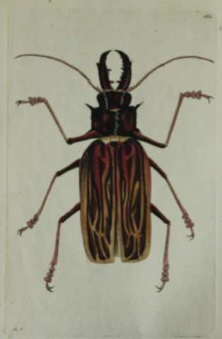 Shaw & Nodder - Stag-horned Beetle (Cerambyx) 1790 (1 of 1)