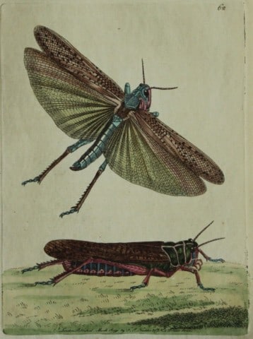 Shaw & Nodder - Migratory or Wandering Locust 1790 (1 of 1)