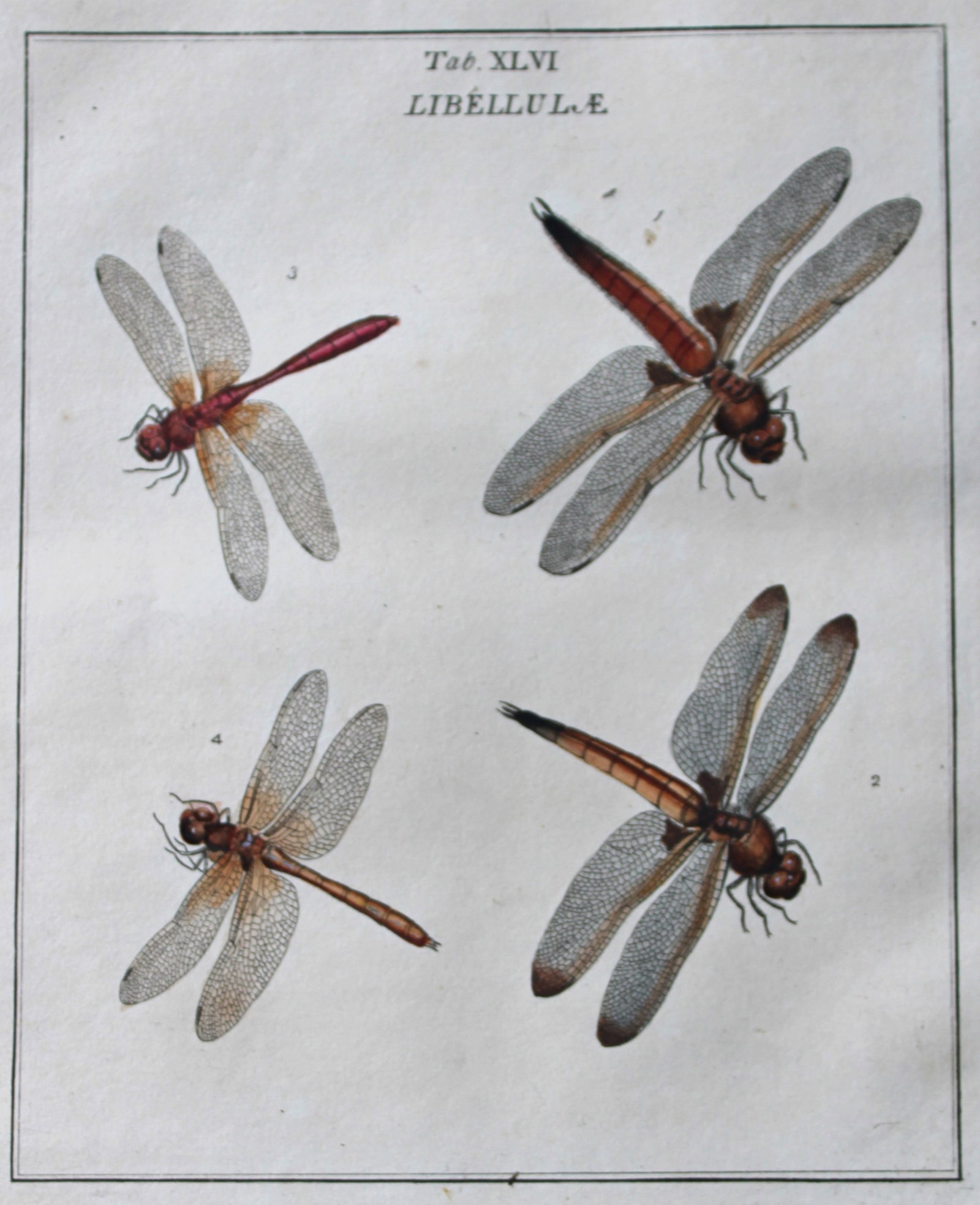 Moses Harris - Rare hand coloured engraving of Dragonflies (Libellulae) 1776: These original hand-coloured copper-plate engravings of Dragonflies - Libellulae are from An Exposition of English Insects by Moses Harris. Printed for the author by Messrs Robson & Co London 1776.The