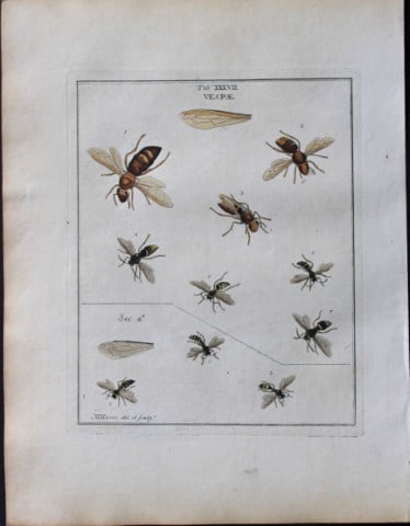 Moses Harris - Rare hand coloured engraving of Wasps (Vespae) 1776: These original hand-coloured copper-plate engravings of Wasps - Vespae and Bees - Apicis are from An Exposition of English Insects by Moses Harris. Printed for the author by Messrs Robson & Co London 