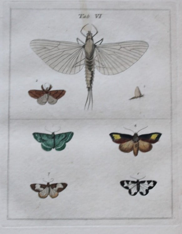 Moses Harris - Rare hand coloured engraving of Moths (Lepidoptera) 1776: These original hand-coloured copper-plate engravings of Moths - Lepidoptera are from An Exposition of English Insects by Moses Harris. Printed for the author by Messrs Robson & Co London 1776.The prin