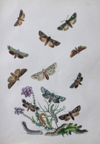 HN Humphreys - Hand coloured lithograph of British-moths 1843: This original hand coloured lithograph arranged and illustrated by H.N. Humphreys, is from British Moths and their Transformations with characters and descriptions by J. O. Westwood, published by Will