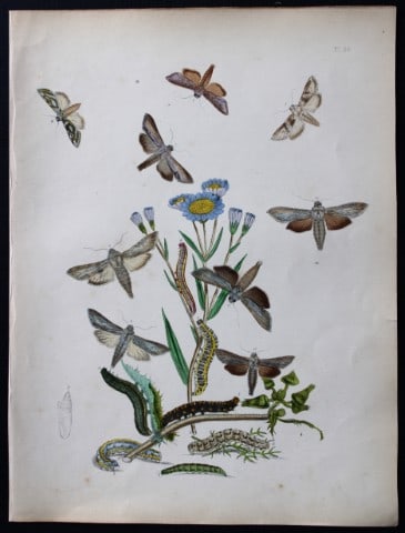 HN Humphreys - Hand coloured lithograph of British-moths 1843: This original hand coloured lithograph arranged and illustrated by H.N. Humphreys, is from British Moths and their Transformations with characters and descriptions by J. O. Westwood, published by Will