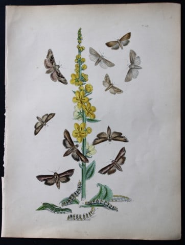 HN Humphreys - Hand coloured lithograph of British-moths 1843: This original hand coloured lithograph arranged and illustrated by H.N. Humphreys, is from British Moths and their Transformations with characters and descriptions by J. O. Westwood, published by Will