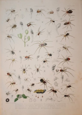 J Blackwall - Hand coloured lithograph of Spiders by Tuffen West 1864 (1 of 1)