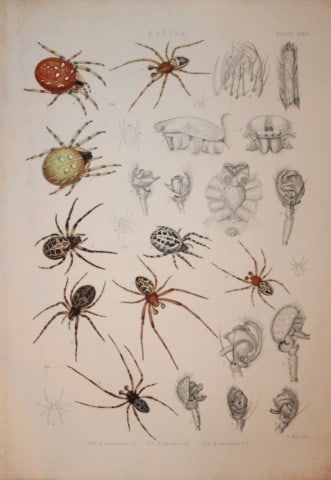J Blackwall - Hand coloured lithograph of Spiders by Tuffen West 1864 (1 of 1)
