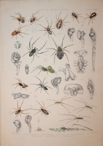 J Blackwall - Hand coloured lithograph of Spiders by Tuffen West 1864 (1 of 1)