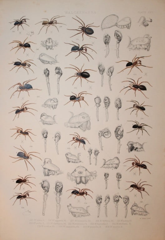 J Blackwall - Hand coloured lithograph of Spiders by Tuffen West 1864 (1 of 1)