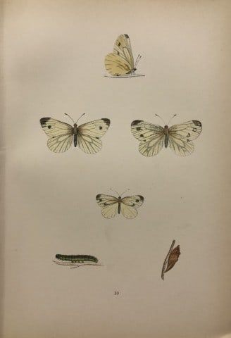 Rev FO Morris -Print of British Butterflies 1895: These prints are from A History of British Butterflies by Rev. FO Morris, published by John Nimmo, London 1895. The hand coloured plate shows a selection of butterflies from this authoritative work by