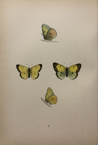 Rev FO Morris -Print of British Butterflies 1895: This print is from A History of British Butterflies by Rev. FO Morris, published by John Nimmo, London 1895. The hand coloured plate shows a selection of butterflies from this authoritative work by Mo