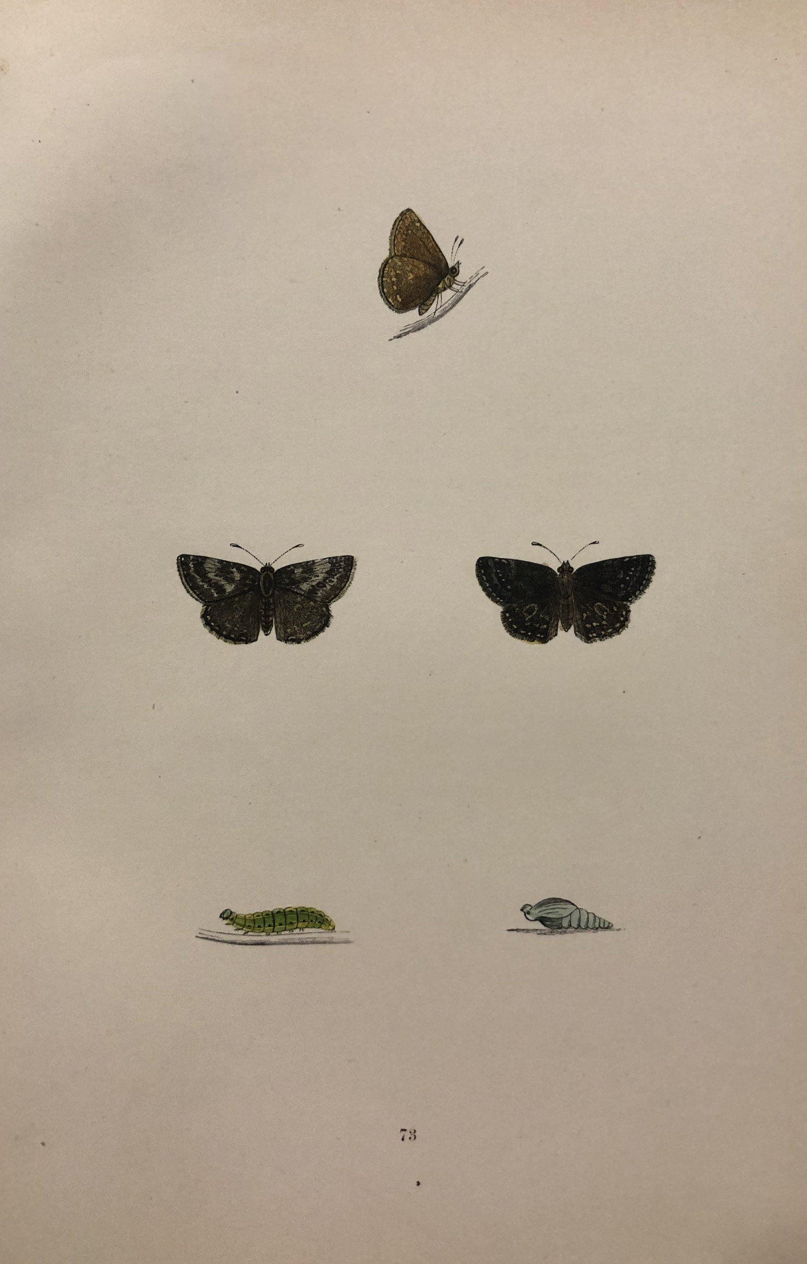 Rev FO Morris -Print of British Butterflies 1895: This print is from A History of British Butterflies by Rev. FO Morris, published by John Nimmo, London 1895. The hand coloured plate shows a selection of butterflies from this authoritative work by Mo