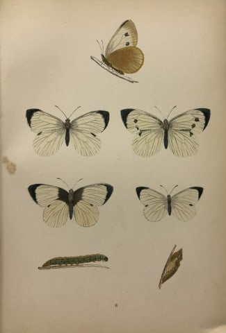 Rev FO Morris -Print of British Butterflies 1895: This print is from A History of British Butterflies by Rev. FO Morris, published by John Nimmo, London 1895. The hand coloured plate shows a selection of butterflies from this authoritative work by Mo