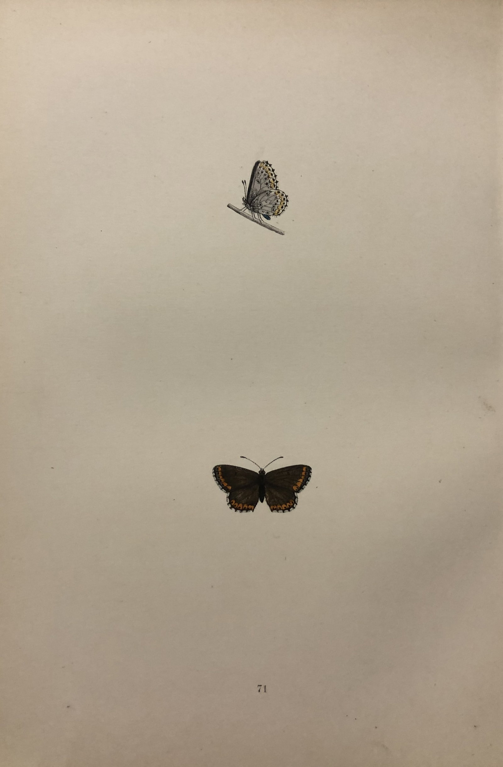 Rev FO Morris -Print of British Butterflies 1895: This print is from A History of British Butterflies by Rev. FO Morris, published by John Nimmo, London 1895. The hand coloured plate shows a selection of butterflies from this authoritative work by Mo