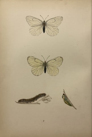 Rev FO Morris -Print of British Butterflies 1895: This print is from A History of British Butterflies by Rev. FO Morris, published by John Nimmo, London 1895. The hand coloured plate shows a selection of butterflies from this authoritative work by Mo