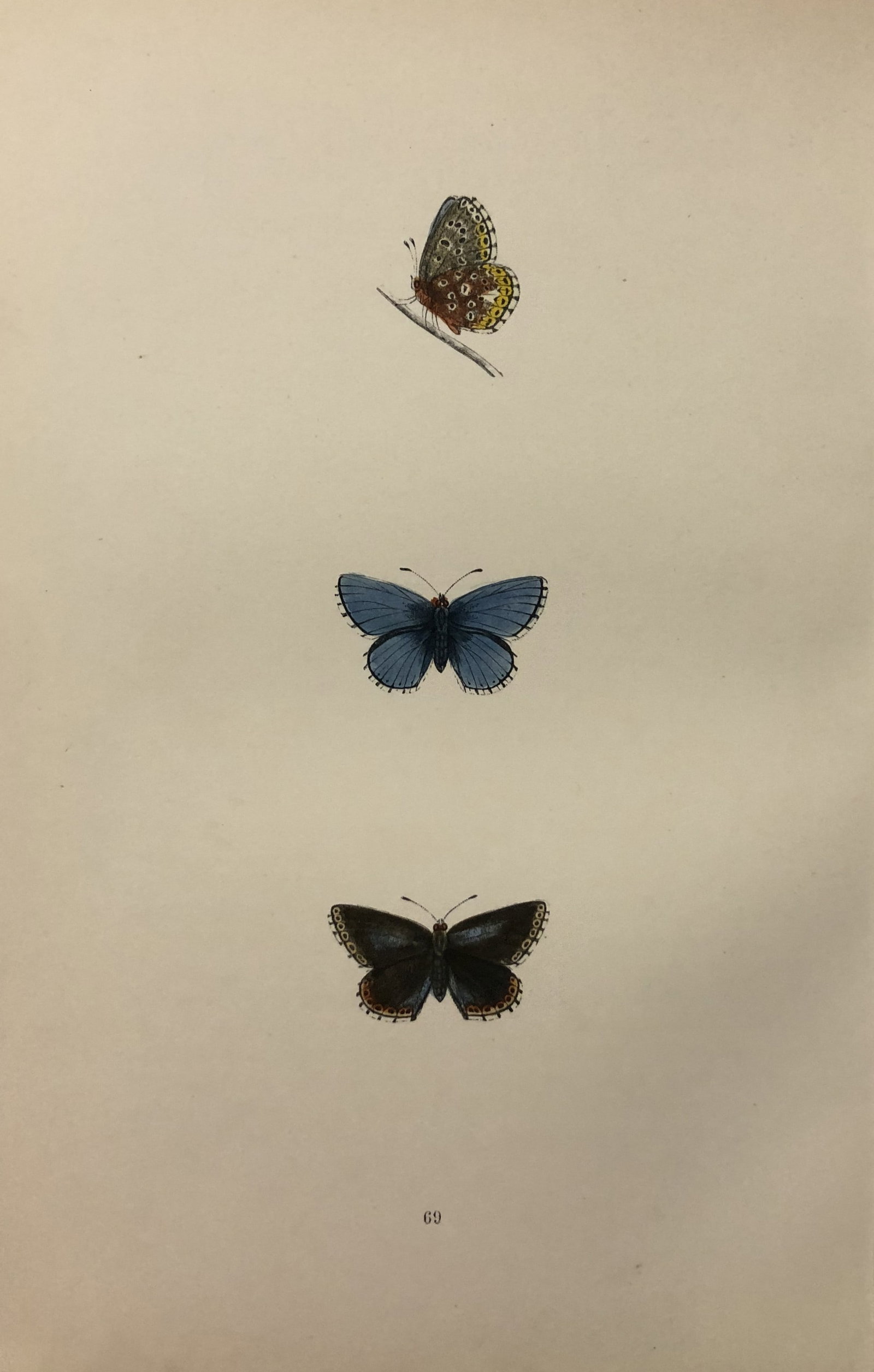 Rev FO Morris -Print of British Butterflies 1895: This print is from A History of British Butterflies by Rev. FO Morris, published by John Nimmo, London 1895. The hand coloured plate shows a selection of butterflies from this authoritative work by Mo