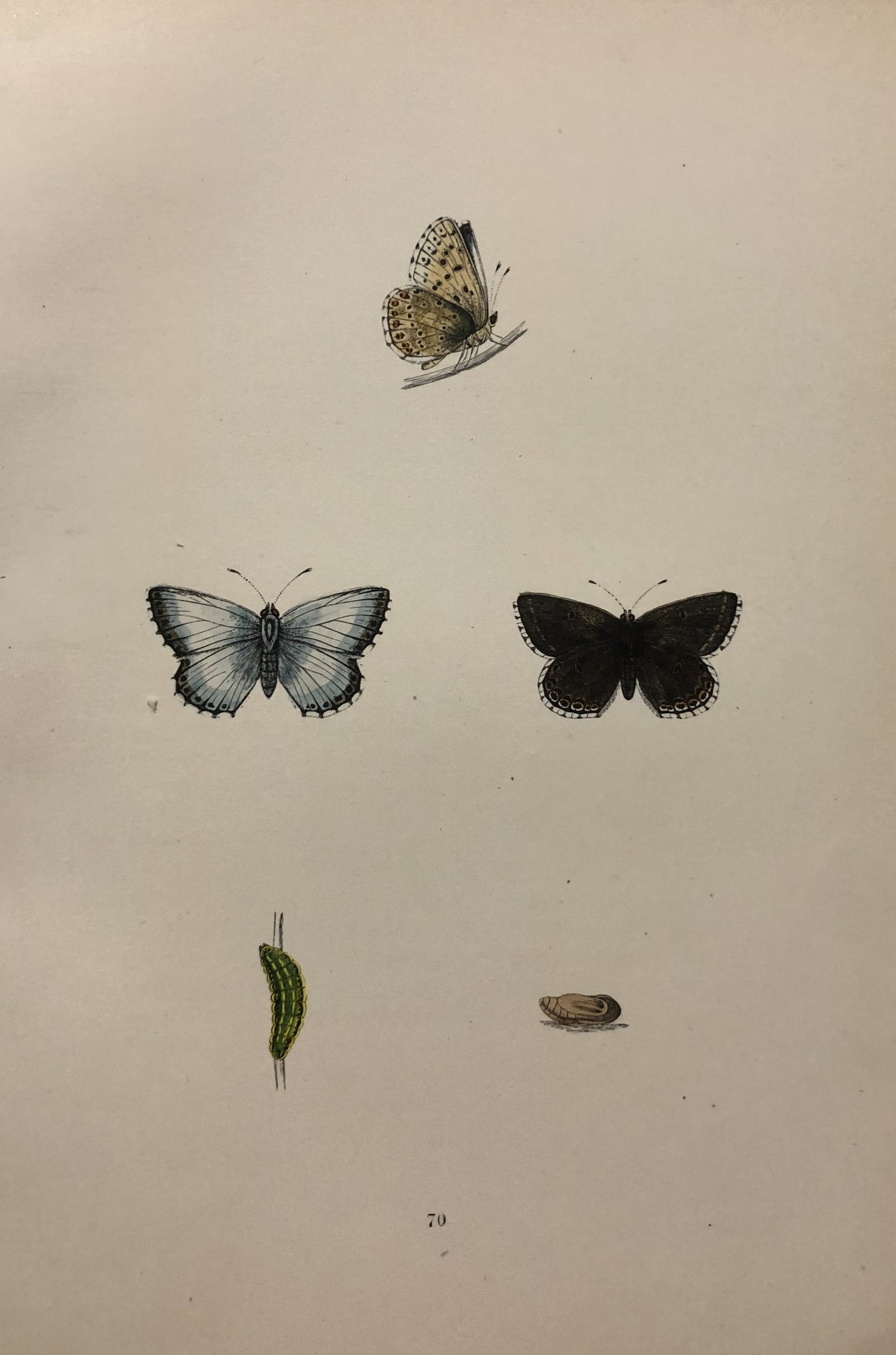 Rev FO Morris -Print of British Butterflies 1895: This print is from A History of British Butterflies by Rev. FO Morris, published by John Nimmo, London 1895. The hand coloured plate shows a selection of butterflies from this authoritative work by Mo