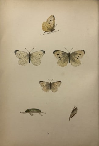 Rev FO Morris -Print of British Butterflies 1895: This print is from A History of British Butterflies by Rev. FO Morris, published by John Nimmo, London 1895. The hand coloured plate shows a selection of butterflies from this authoritative work by Mo
